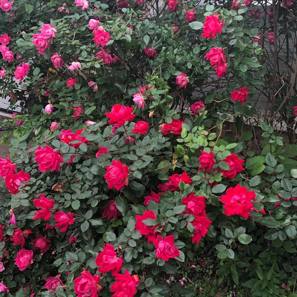 Meet your Posher, Lily - Picture 1 of 1